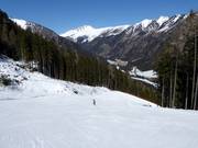 Bosafdaling Mauterndorf (dalafdaling)