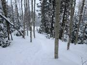 Boomskiën (afdalingen door de bossen)