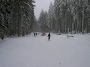 Bosafdaling bij de Wurmberg