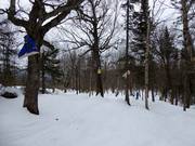 Kindvriendelijke bosafdaling