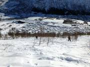 Tree runs door berkenbossen