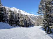 Bosafdaling Langenstein