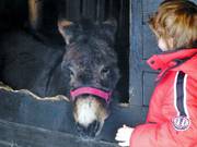 Ezels bij het bergrestaurant La Valette