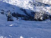 Tree runs naar beneden in het "Bärenloch"