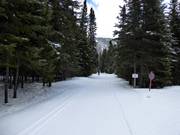 De loipes leiden idyllisch door de omliggende bossen