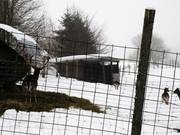 Wildpark achter de skihut