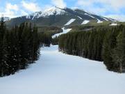 Uitzicht op de bosrijke afdalingen in het skigebied van Nakiska