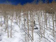 Tree skiing (afdalingen door bomen)