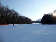 Prachtige bosafdaling Prince