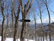 Zeer populair zijn de afdalingen door uitgedunde bossen (Gladed Runs)