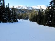 Gemakkelijke bosafdaling nr. 13 Miss Gratz