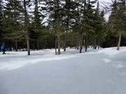 Familieafdaling La Forêt Enchantée