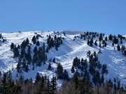 Freeriden bij de Zirbenjet