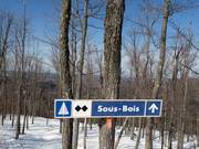 Moeilijke bosafdaling