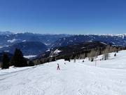 Pacheiner familieafdaling