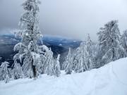 Ongeprepareerde bosafdalingen met diepe sneeuw (Gladed Runs)