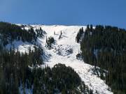 Buckelpistes Pallavicini