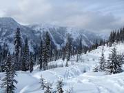 Gekapte en niet-geprepareerde bosafdaling Ramble On