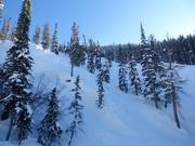 Gladed runs (uitgedunde bosafdalingen)