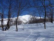 Poedersneeuwparadijs in Niseko