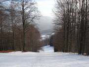 Bosafdaling naar het dalstation