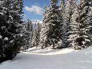 Dalafdaling Hattey naar Verbier