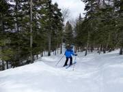 Gekapte bosafdaling La Rigolo