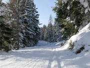Hoogteloipe Rittisberg op 1.500 m