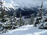 Glades-runs (uitgedunde bosafdalingen) op de North Peak