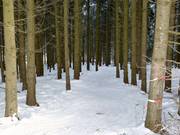 Er is zelfs een afdaling door het bos.