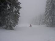 Bosafdaling bij de Wurmberg