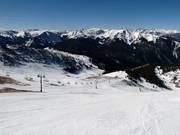 Larkspur in de Montezuma Bowl