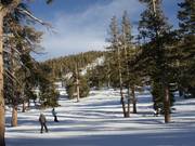 Lichte bosafdalingen