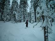 Ongeprepareerde bosafdalingen met diepe sneeuw (Gladed Runs)