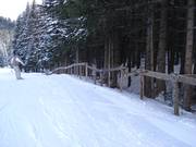 Afzetting ter bescherming van het bos