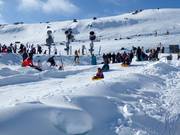 Rodelbaan Alpine Meadow