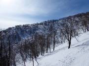 Lichte bossen wachten op de freeriders