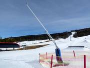 Lanzenbesneeuwing in Nesfjellet