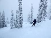 Ongeprepareerde bosafdalingen met diepe sneeuw (Gladed Runs)