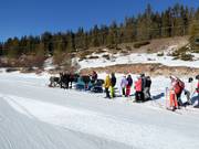 Paardenslee aan het einde van piste nr. 1 Armentarola