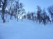 Aantrekkelijke varianten door het bos