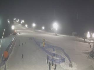 Złoty Groń - szkółka